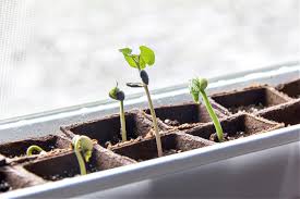 To prevent getting ill, red kidney beans should be soaked for at least 5 hours, drained and then boiled for 10 minutes prior to cooking and eating. How To Grow Beans From Dried Store Bought Beans