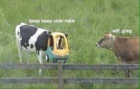 Maybe you would like to learn more about one of these? New Cows Memes Cowe Memes How Much Memes Milking It Memes