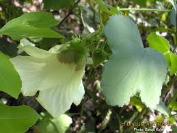 Image result for Hibiscus vitifolius