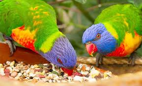 Kwaci, kacang hijau, kacang tanah, dan sebagainya. Top 7 Makanan Terbaik Untuk Burung Nuri Penilaian 2020