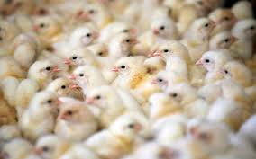 La gripe aviar se debe a la infección por cepas del virus de la gripe a, que en condiciones normales sólo infectan a aves salvajes y de corral. La Enfermedad Se Extiende Por Europa Francia Detecta Un Primer Foco De Gripe Aviar Peligrosa En Este Ano Agroinformacion