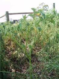 Image result for Datura ferox