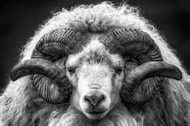 Pin On Sheep