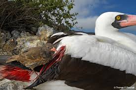 This means they don't have time to make the traditional english breakfast of egg, bacon and sausages. Wildlife Photographer Of The Year Blood Loving Birds Of The Galapagos Natural History Museum
