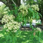 Image result for Zanthoxylum chalybeum
