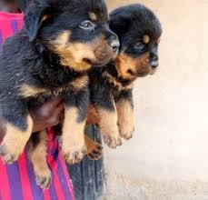 If you are looking to adopt or buy a rottie take a look here! Rottweiler Pups Lagos Free Classifieds In Nigeria