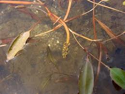 Image result for Potamogetonaceae