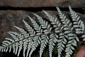 Image result for Pityrogramma aurantiaca