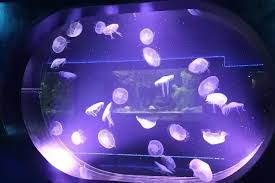 Pet supplies pet profiles dogs cats fish & aquatics small animals birds reptiles horses deals & coupons pet care tips subscribe & save veterinary diets. Can Jellyfish Be Kept As Pets Quora