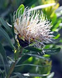 Image result for Protea welwitschii × angolensis