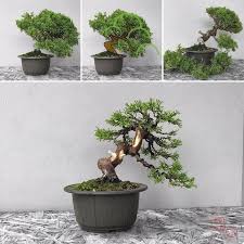 Pin Von Christian Erbar Auf Bonsai Bonsai Baum Garten Gartengestaltung