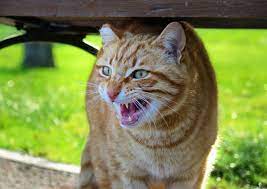 After plenty of awesome comments, i want to clarify a few things: What Is Your Cat Saying To You Cat Body Language Communication The Old Farmer S Almanac