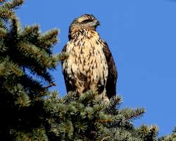 Name of bird common black hawk, scientific name buteogallus anthracinus belongs to family of the common black hawk (buteogallus anthracinus) inhabits from southwest usa to northwest peru and. A Salute To Our Great Black Hawk Boothbay Register