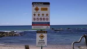 A husband leapt on to the shark as it attacked his wife off port macquarie, new south wales. Shark Attack On Nsw North Coast Leaves Surfer With Severe Leg Injuries Abc News