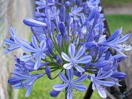 Agapanthus Headbourne Hybrids Lily Of The Nile Headbourne Hybrids African Lily Headbourne Hybrids Blue Flower Blue Flower Seeds Lily Plants Agapanthus Blue