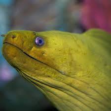 Moray lies in a remote area of the sacred valley. Green Moray Eel Georgia Aquarium