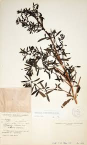 Image result for Anthospermum ammannioides