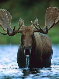 Orignal Male Beautifulmammals Male Orignal Vahsi Hayvanlar Hayvanlar Hayvanlar Alemi