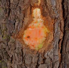 Image result for Harungana madagascariensis