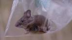 Een muis zag je nog nooit van zo dichtbij! | Wild van Dieren ... - YouTube