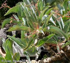 Image result for Cyphostemma barbosae