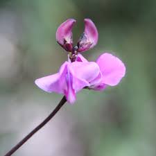 Image result for Dolichos