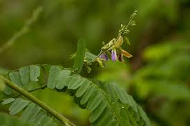 Image result for Abrus fruticulosus