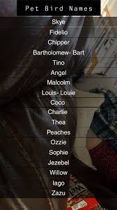 We still have the same great staff you know, as well as some new team members, including dr. Pet Bird Names Parrot Names Pet Bird Names Bird Names