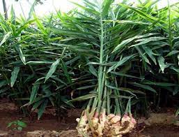 How To Grow Ginger In A Pot Growing Ginger Root Harvest Ginger Root Naturebring Growing Ginger Grow Ginger From Root Rosemary Plant