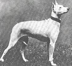 Maybe you would like to learn more about one of these? English White Terrier Mundoterriers