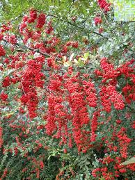 Image result for Pyracantha coccinea red column
