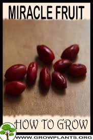 Miracle fruit tree (synsepalum dulcificum) juicy miracle fruit, an evergreen bush, is a marvelous conversation plant that does well in a container. Miracle Fruit Plant How To Grow Care