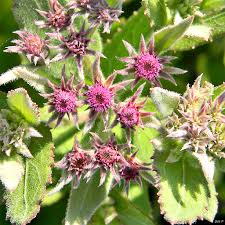 Image result for Pluchea