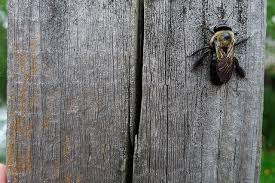 Carpenter bees are traditionally considered solitary bees, though some species have simple social nests in which mothers and daughters may cohabit. Carpenter Bee Repellent How To Get Rid Of Carpenter Bees