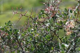 Image result for Putterlickia