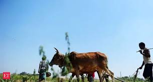 In contrast, they make a median salary of $66,360, with half. View Why Do India S Farmers Kill Themselves Can Market Reforms Help The Economic Times