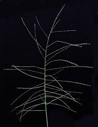 Image result for Trichoneura