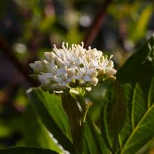 Image result for Sericorema sericea