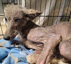Mystery Animal That Escaped Wildlife Rescue Center Finall... - Newsweek