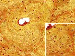 Oseo Compacto Atlas De Histologia Vegetal Y Animal Histologia Tejidos Imagenes