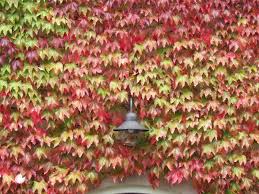 Vigne Vierge Parthenocissus Tricuspidata Taille Bouturage Entretien