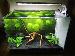 Top Fin 5 Gallon Fish Tank Kit With Integrated Filter Fish Tank Aquascape Freshwater Fish
