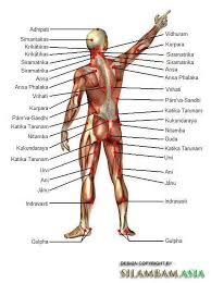Varmam Point Back Varmam Ayurveda Yoga Pressure Points Acupuncture Points