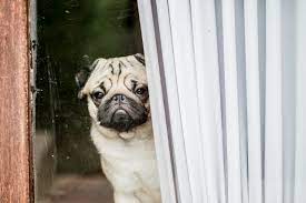 The most common separation anxiety symptoms in dogs include destructive behavior, house soiling, and each time you return, greet him calmly. Dog Separation Anxiety After The Covid 19 Pandemic Oakland Veterinary Referral Services