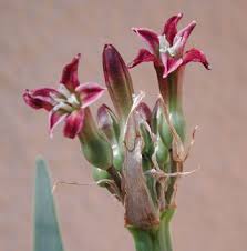 Image result for Cryptostephanus