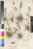 Image result for Eragrostis schweinfurthii