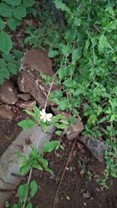 Image result for Cryptosepalum exfoliatum