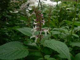 Image result for Orthosiphon thymiflorus