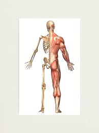 Human skeleton with muscles anatomy diagram a2 poster 59cm x 42cm print blpa2p15. The Human Skeleton And Muscular System Back View Photographic Print By Stocktrekimages Redbubble