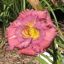 Daylilies can survive many harsh conditions that other plants cannot including: Hemerocallis Lavender Blue Baby Garden Crossings
